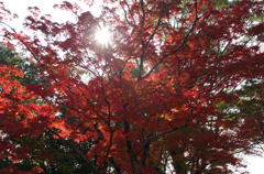 待ち遠しい秋・防府毛利邸Ⅴ