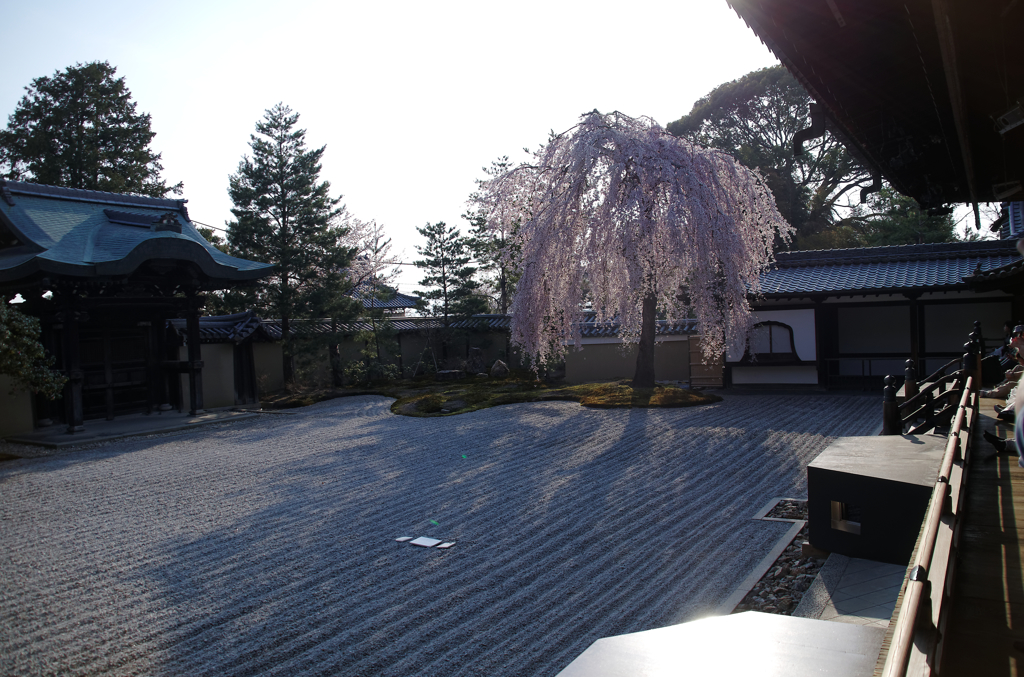 夕暮れの枯山水・・・枝垂れ桜　Ⅲ