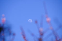 京の月