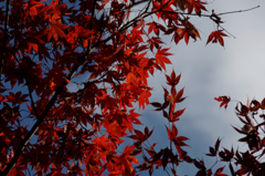 龍蔵寺の紅葉Ⅵ