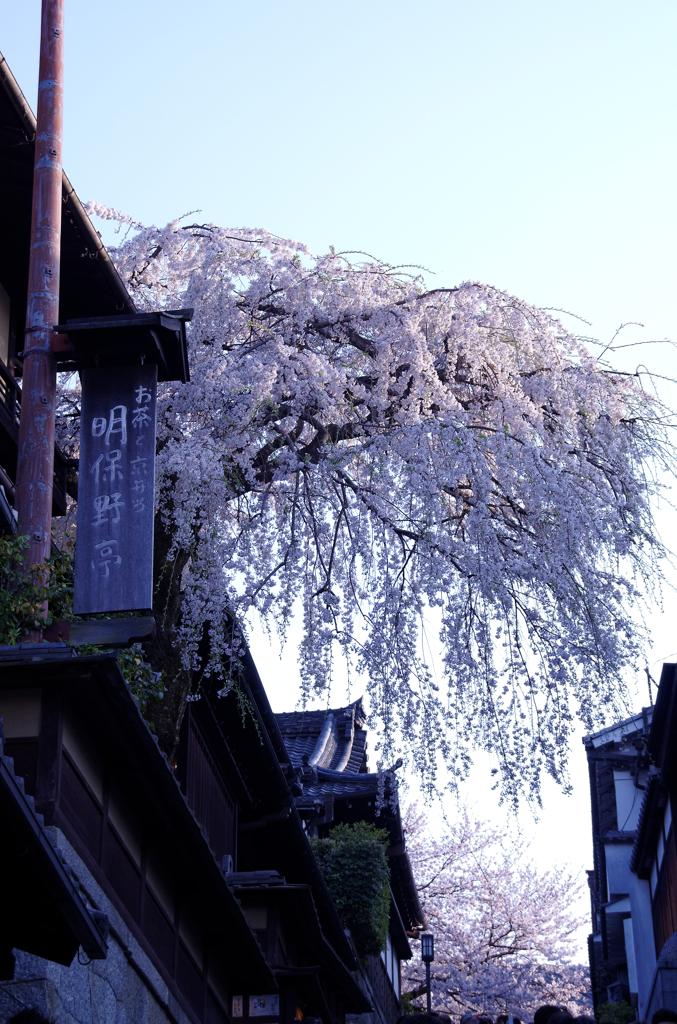 明保野亭　枝垂れ桜　Ⅲ