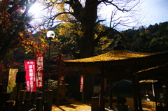 紅葉の終盤・・・黄金Ⅳ