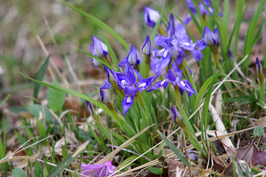 小さなアピールⅢ