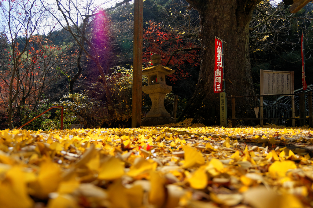 紅葉の終盤・・・黄金Ⅲ
