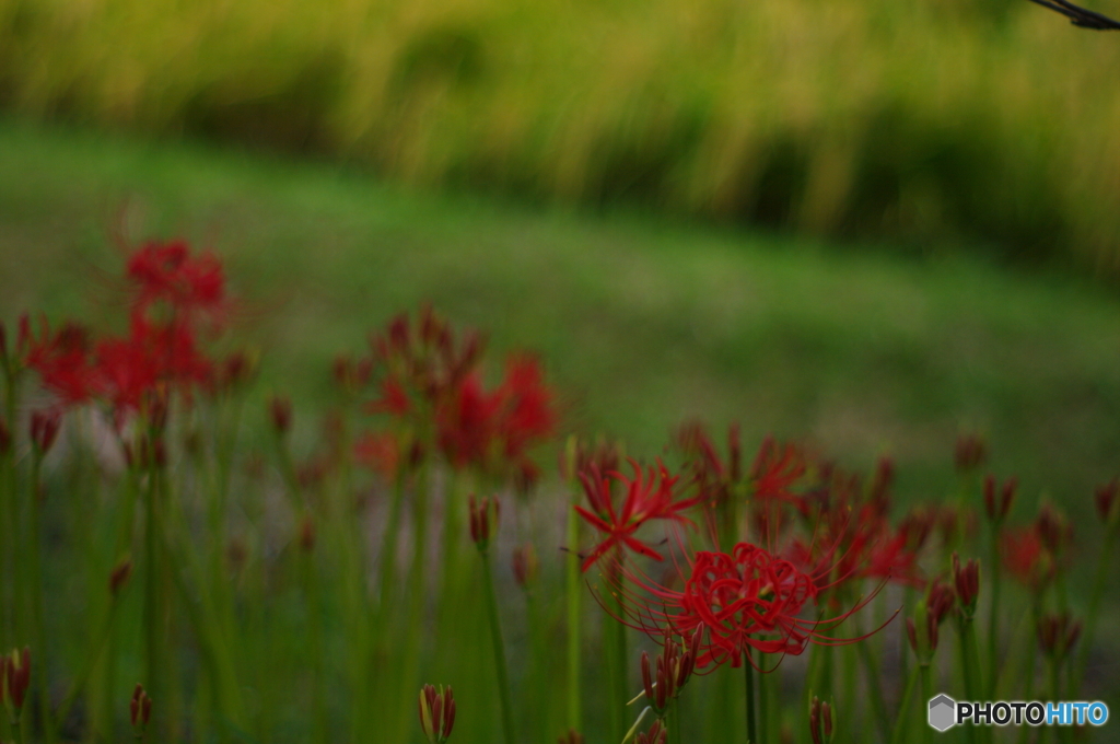 あぜ道の花火　Ⅱ