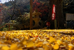 紅葉の終盤・・・黄金Ⅱ