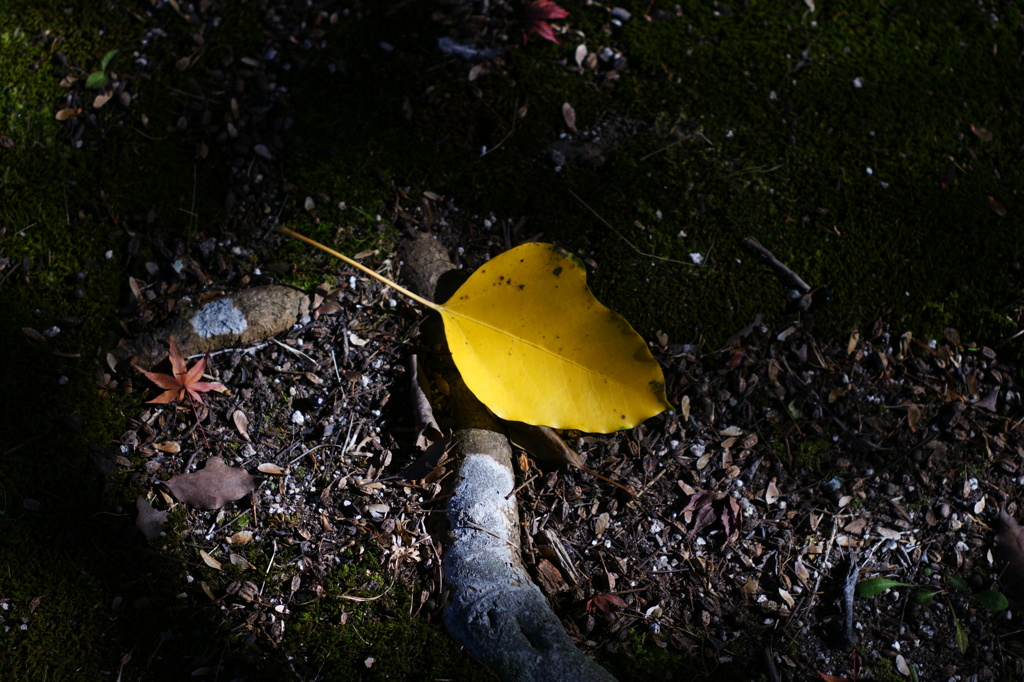 もみじの根元Ⅱ