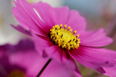 コスモス祭りⅢ