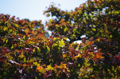 萩散策・・・木戸邸庭園の色付き