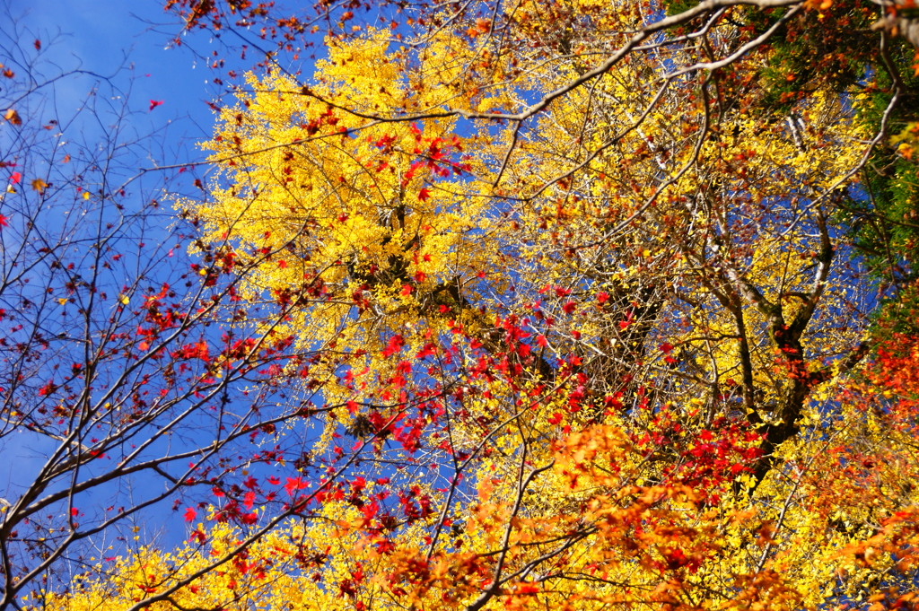 紅葉の終盤・・・鮮やか