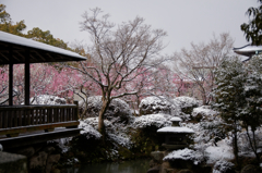 春の雪　Ⅱ