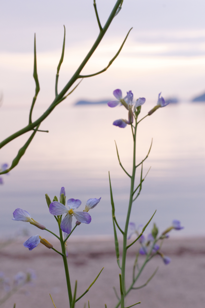 海辺の華