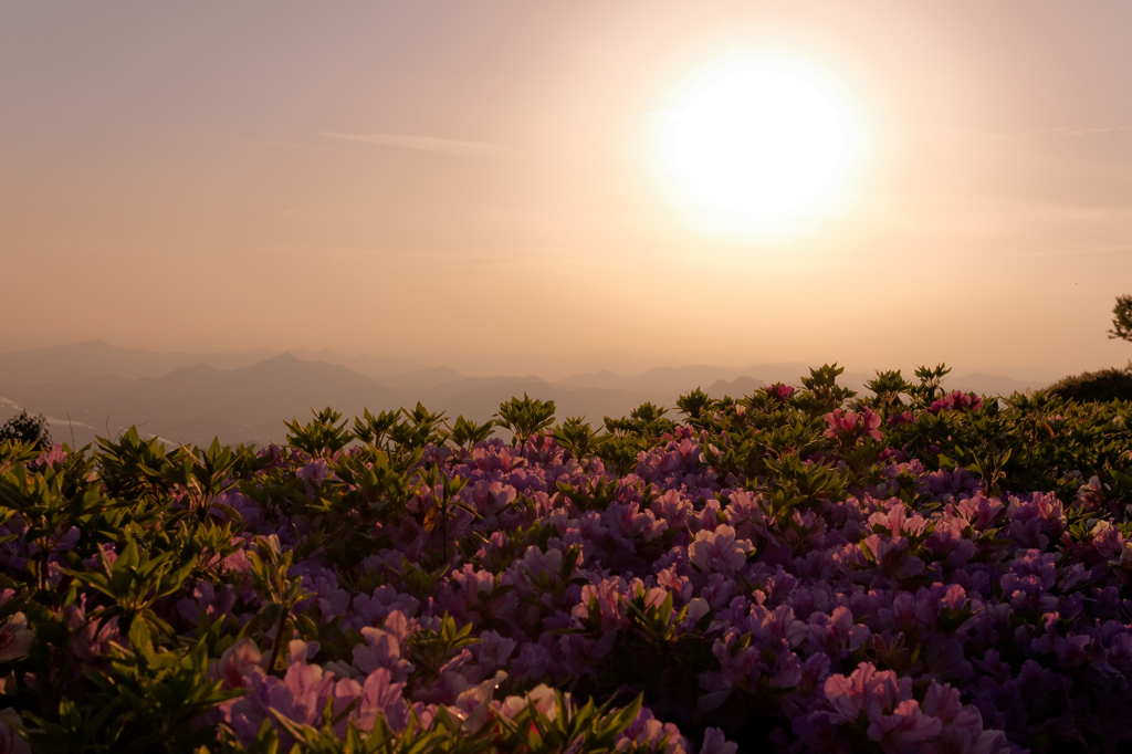 夕暮れの花たち...橙