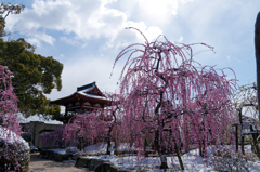 春の雪　Ⅶ