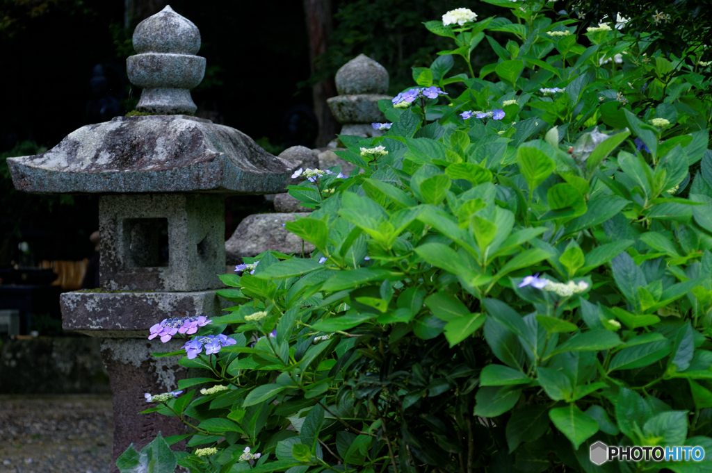 梅雨の緑