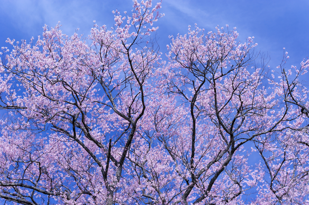 快晴桜Ⅱ