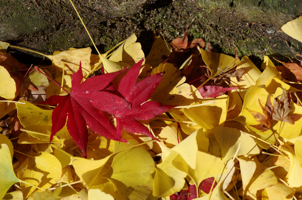 紅葉の終盤・・・寄り添うように