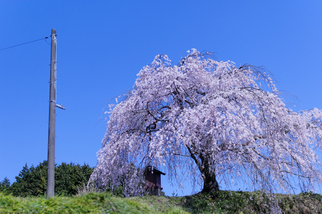 快晴桜Ⅲ