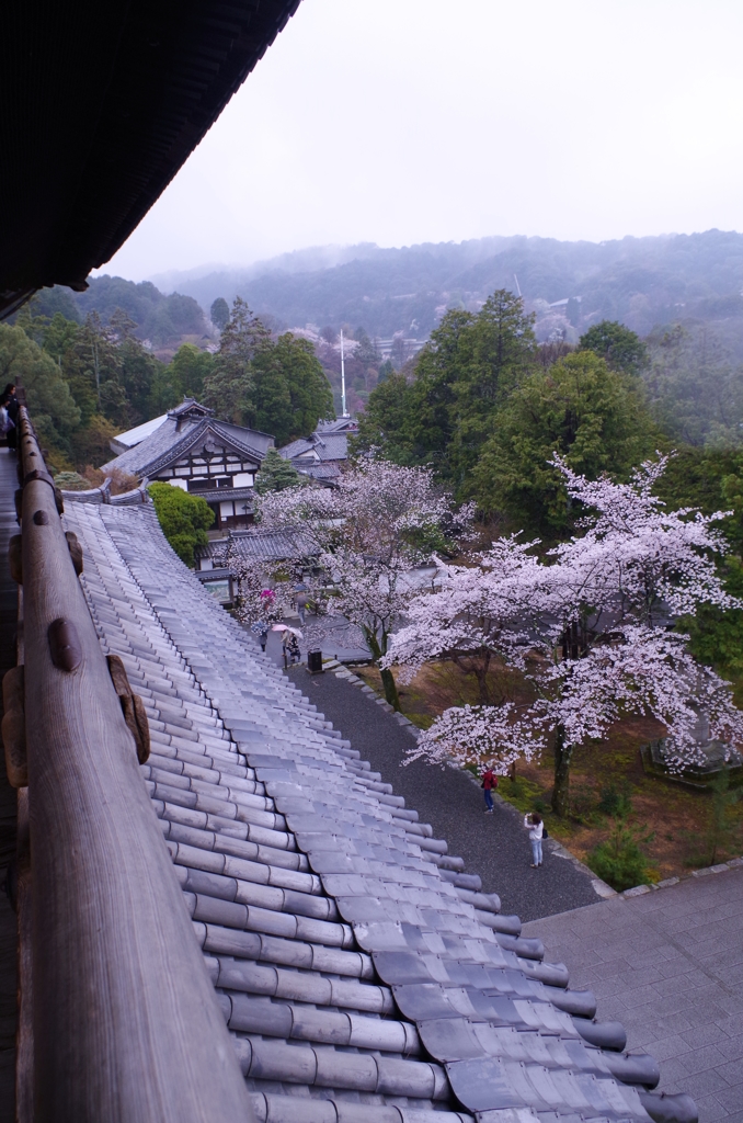 鳩の気分