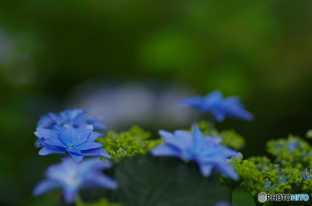 星の紫陽花