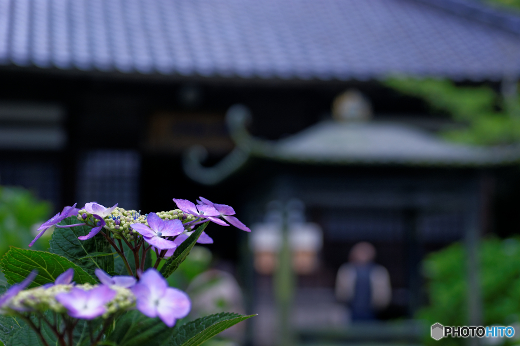 龍の背中