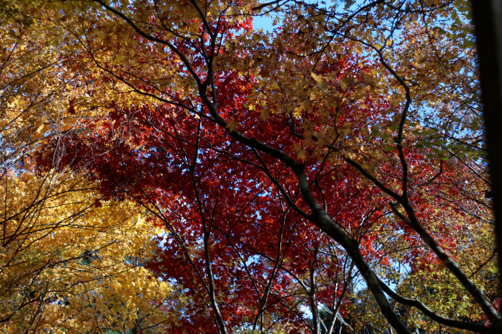 龍蔵寺の紅葉Ⅲ