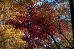 龍蔵寺の紅葉Ⅲ