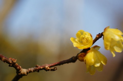 蝋梅...蝋細工Ⅳ