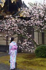 桜の共演