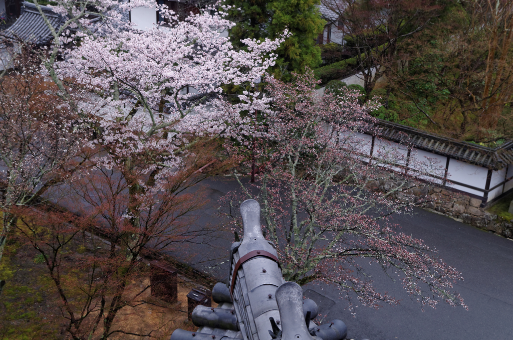 鳩の気分　Ⅳ