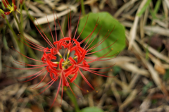 イメージは花火