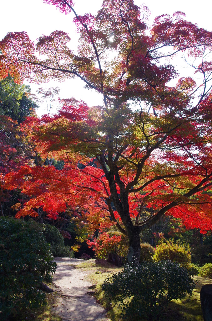 待ち遠しい秋・防府毛利邸Ⅵ
