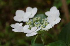 このまま飛んで行きそう