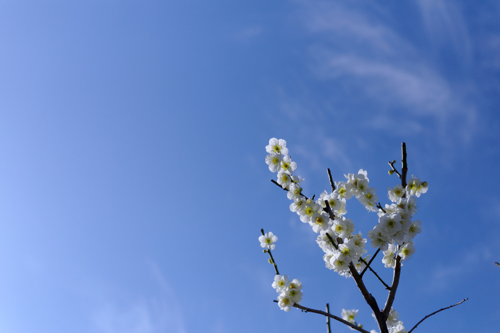 届け、空高く