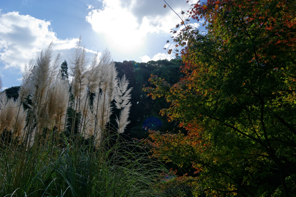 ちょっぴり早い紅葉かな