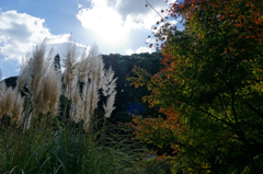 ちょっぴり早い紅葉かな