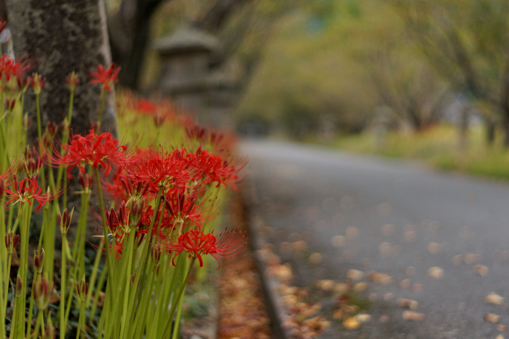 参道の紅