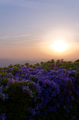 夕陽を見つめる花達