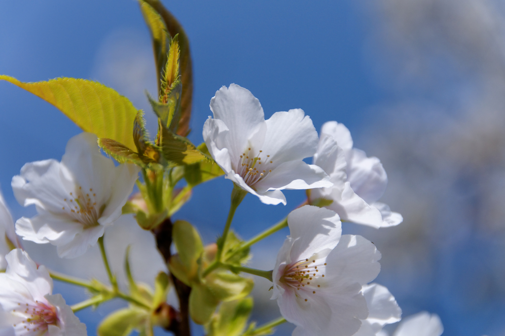 葉桜