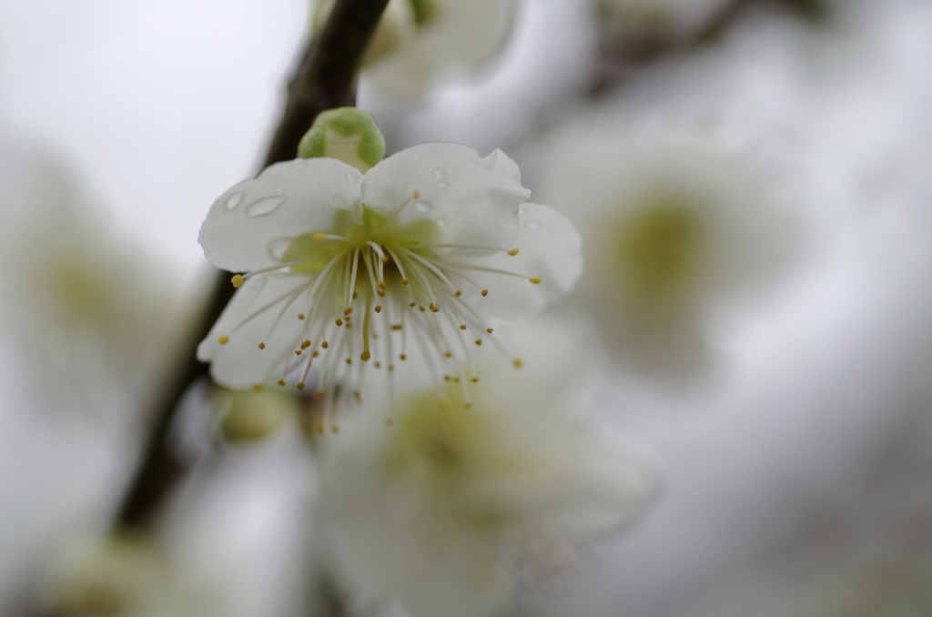 雨に、負けない　