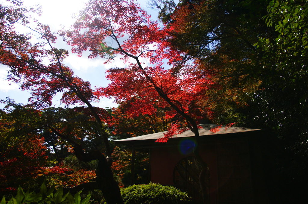 ちょっぴり早い紅葉かな...まぶしいィ