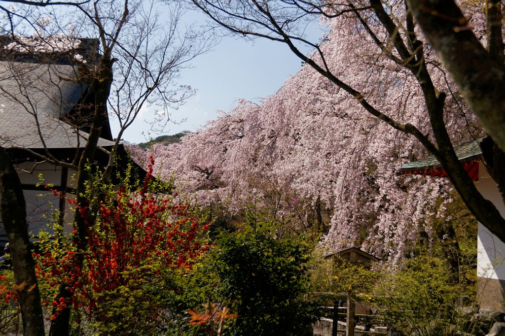 降り注ぐ華　Ⅲ