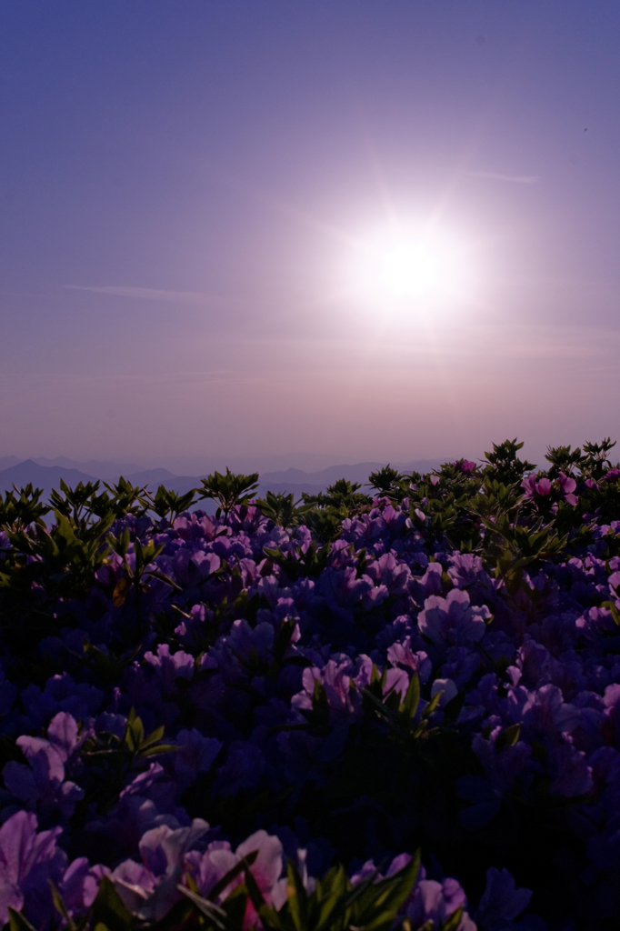 夕暮れの花たち...紫