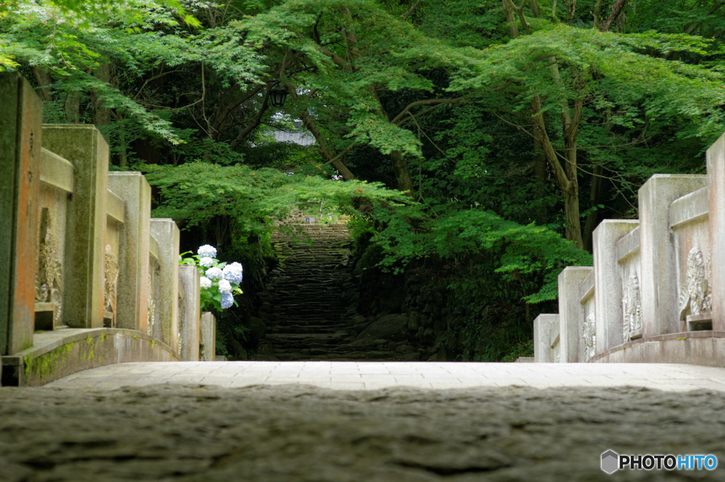 紫陽花橋
