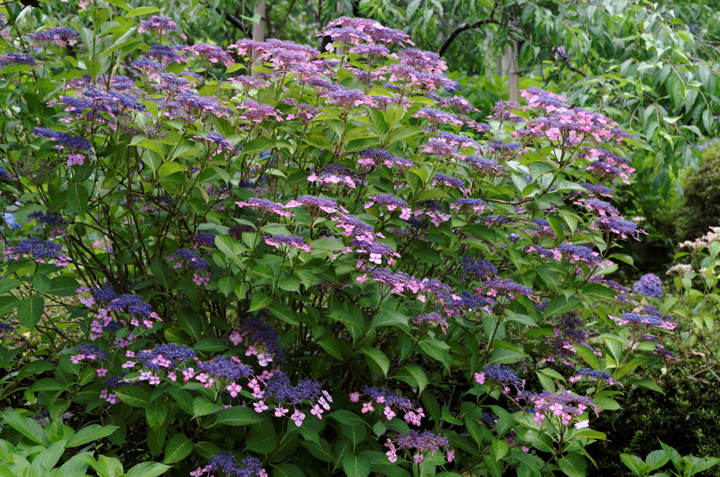 これも紫陽花