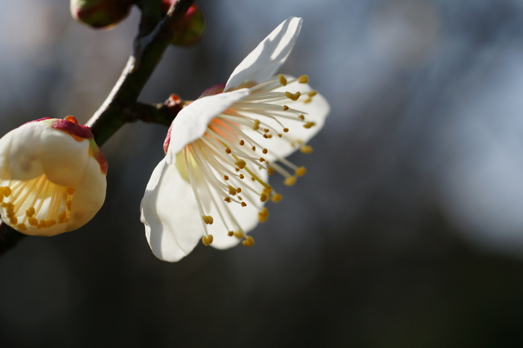 ちょっぴり早咲きⅡ