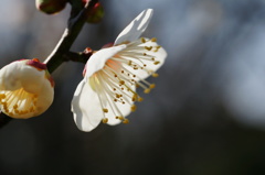 ちょっぴり早咲きⅡ