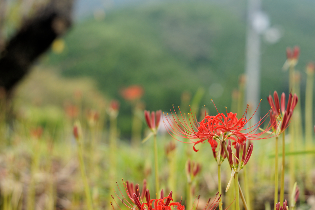 参道の紅Ⅱ