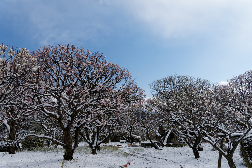 春の雪