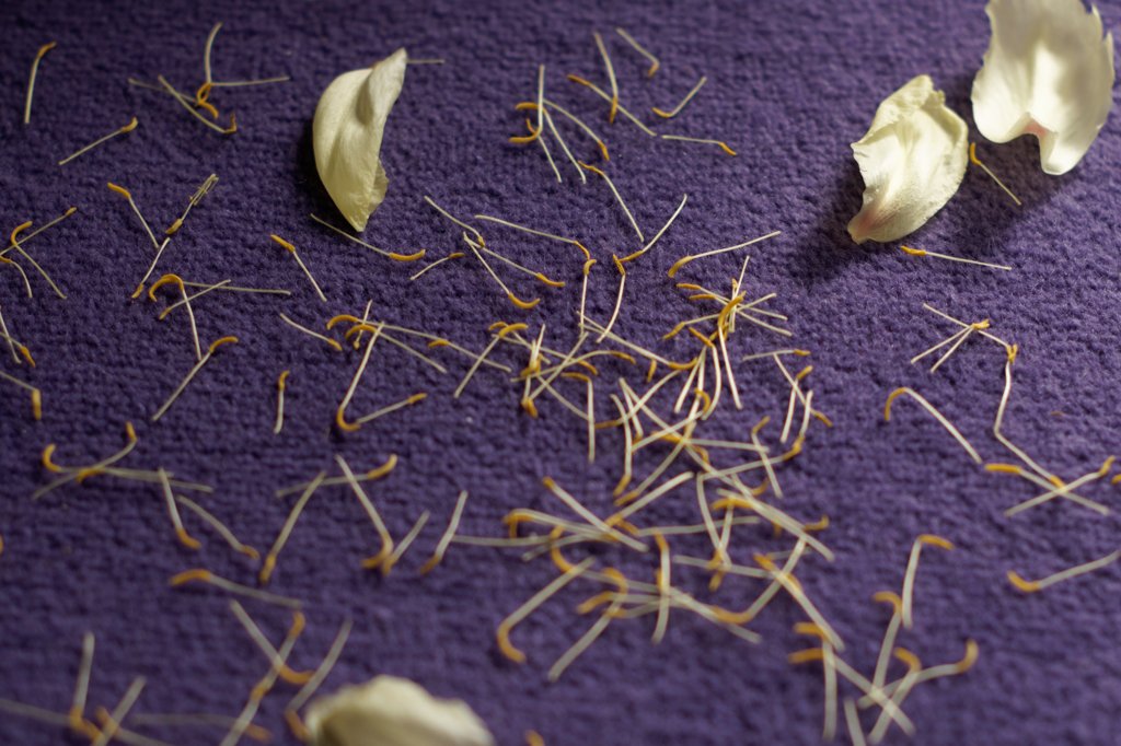 散っても美しく